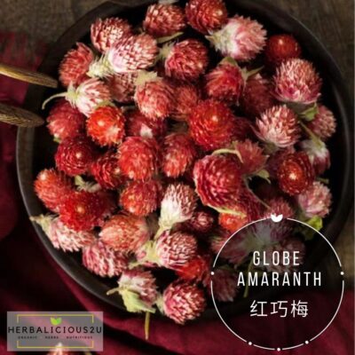 Globe Amaranth 红巧梅